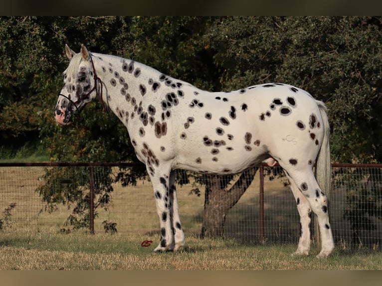 American Quarter Horse Castrone 12 Anni 152 cm Bianco in Jacksboro TX