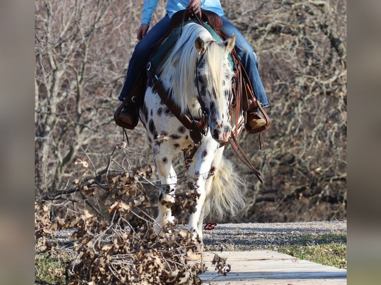 American Quarter Horse Castrone 12 Anni 152 cm Bianco in Jacksboro TX