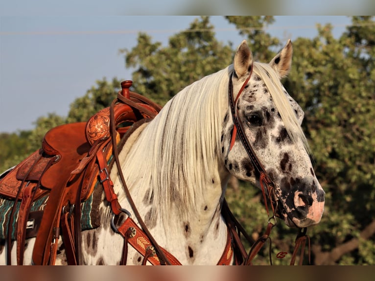 American Quarter Horse Castrone 12 Anni 152 cm Bianco in Jacksboro TX