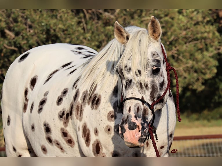 American Quarter Horse Castrone 12 Anni 152 cm Bianco in Jacksboro TX