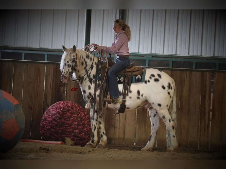 American Quarter Horse Castrone 12 Anni 152 cm Bianco in Jacksboro TX