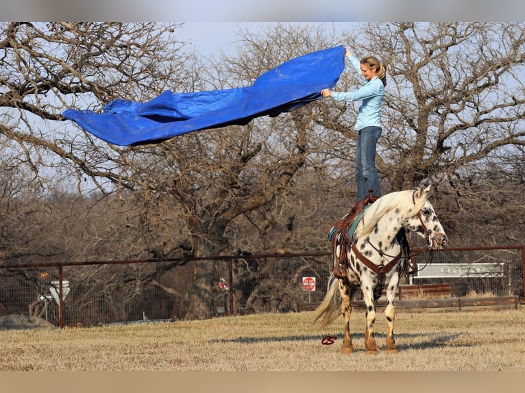 American Quarter Horse Castrone 12 Anni 152 cm Bianco in Jacksboro TX