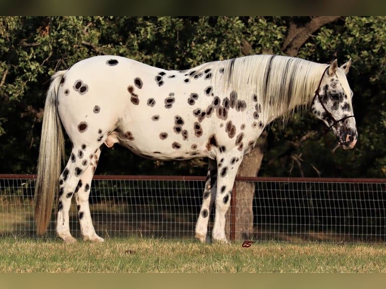 American Quarter Horse Castrone 12 Anni 152 cm Bianco in Jacksboro TX