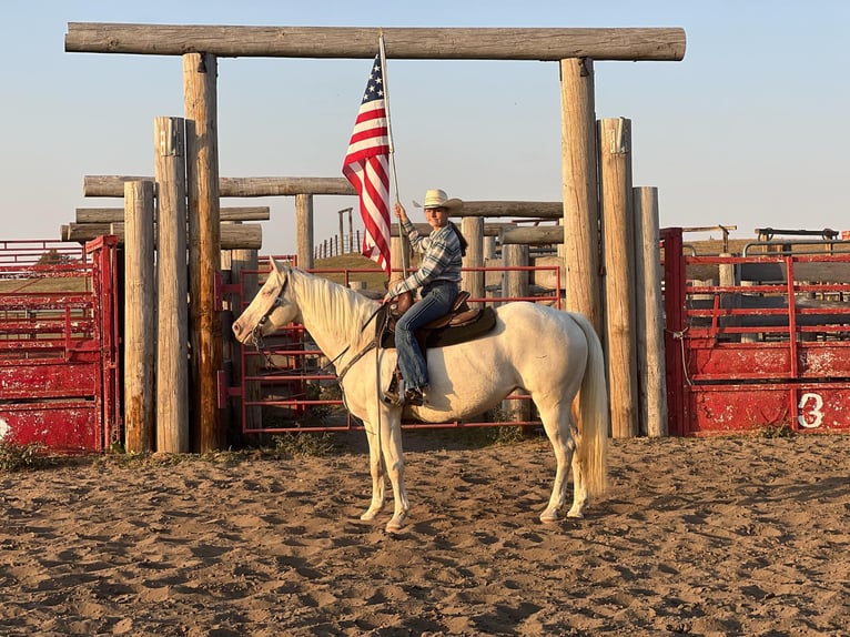 American Quarter Horse Castrone 12 Anni 152 cm Cremello in Lisbon IA