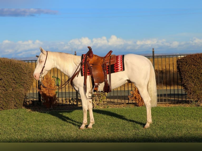 American Quarter Horse Castrone 12 Anni 152 cm Cremello in Pleasant Grove CA