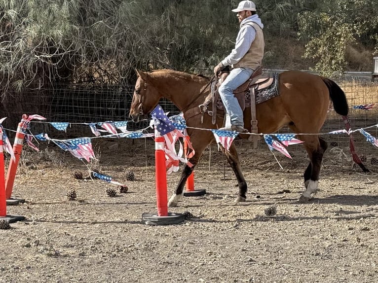 American Quarter Horse Castrone 12 Anni 152 cm Falbo in Paicines CA