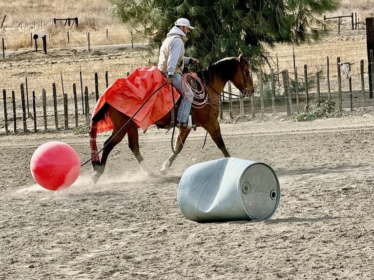 American Quarter Horse Castrone 12 Anni 152 cm Falbo in Paicines CA