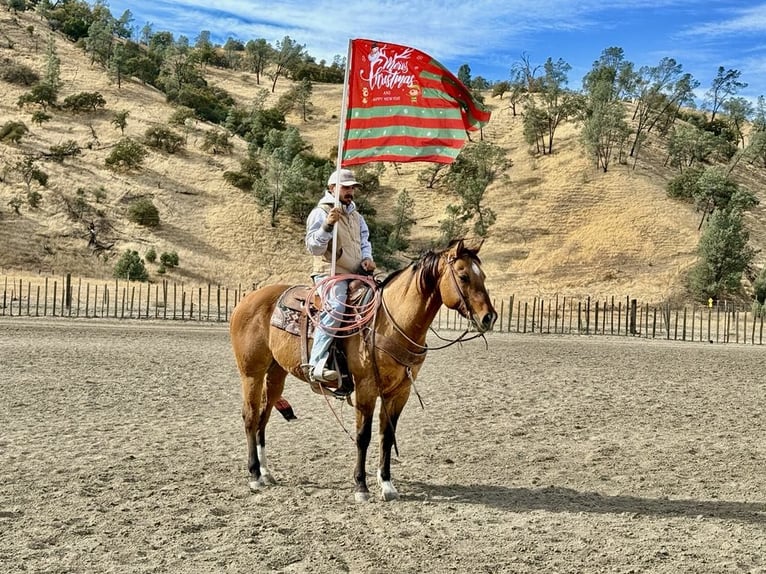 American Quarter Horse Castrone 12 Anni 152 cm Falbo in Paicines CA