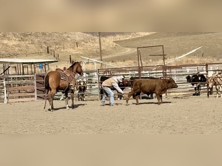 American Quarter Horse Castrone 12 Anni 152 cm Falbo in Paicines CA