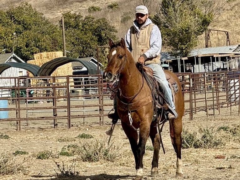 American Quarter Horse Castrone 12 Anni 152 cm Falbo in Paicines CA