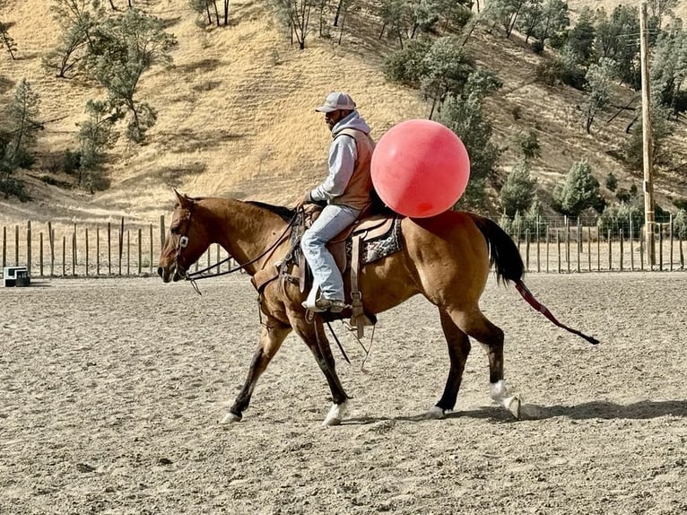 American Quarter Horse Castrone 12 Anni 152 cm Falbo in Paicines CA