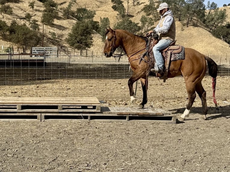 American Quarter Horse Castrone 12 Anni 152 cm Falbo in Paicines CA