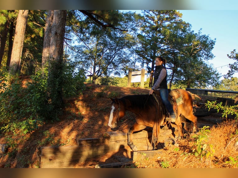 American Quarter Horse Castrone 12 Anni 152 cm Falbo in Rusk TX