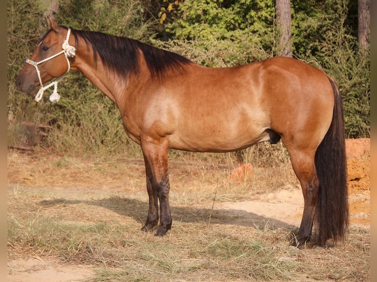 American Quarter Horse Castrone 12 Anni 152 cm Falbo in Rusk TX