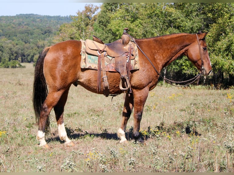 American Quarter Horse Castrone 12 Anni 152 cm Falbo in Rusk TX