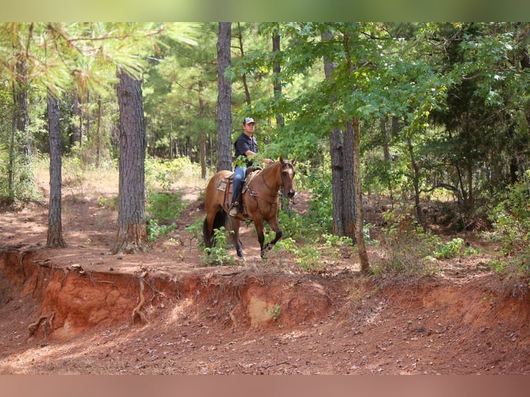 American Quarter Horse Castrone 12 Anni 152 cm Falbo in Rusk TX