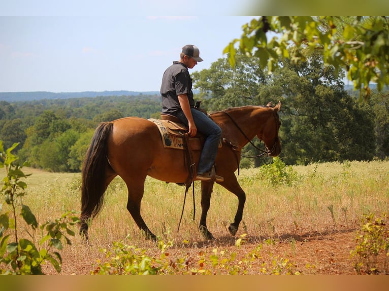 American Quarter Horse Castrone 12 Anni 152 cm Falbo in Rusk TX