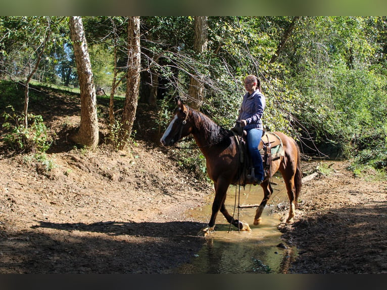 American Quarter Horse Castrone 12 Anni 152 cm Falbo in Rusk TX