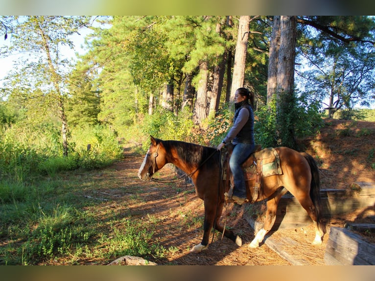 American Quarter Horse Castrone 12 Anni 152 cm Falbo in Rusk TX