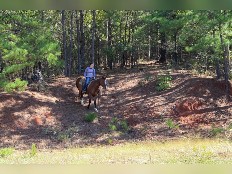 American Quarter Horse Castrone 12 Anni 152 cm Falbo in Rusk TX