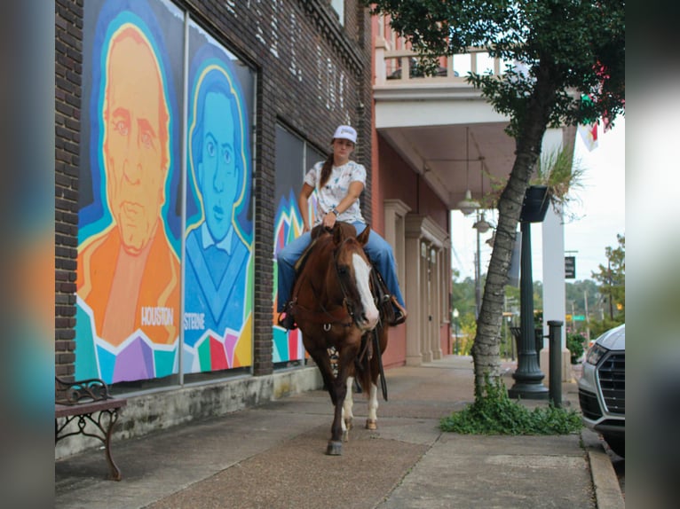American Quarter Horse Castrone 12 Anni 152 cm Falbo in Rusk TX