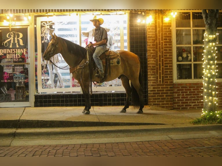 American Quarter Horse Castrone 12 Anni 152 cm Falbo in Rusk TX