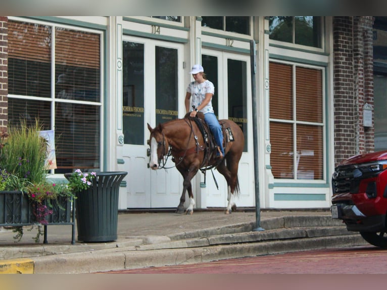American Quarter Horse Castrone 12 Anni 152 cm Falbo in Rusk TX