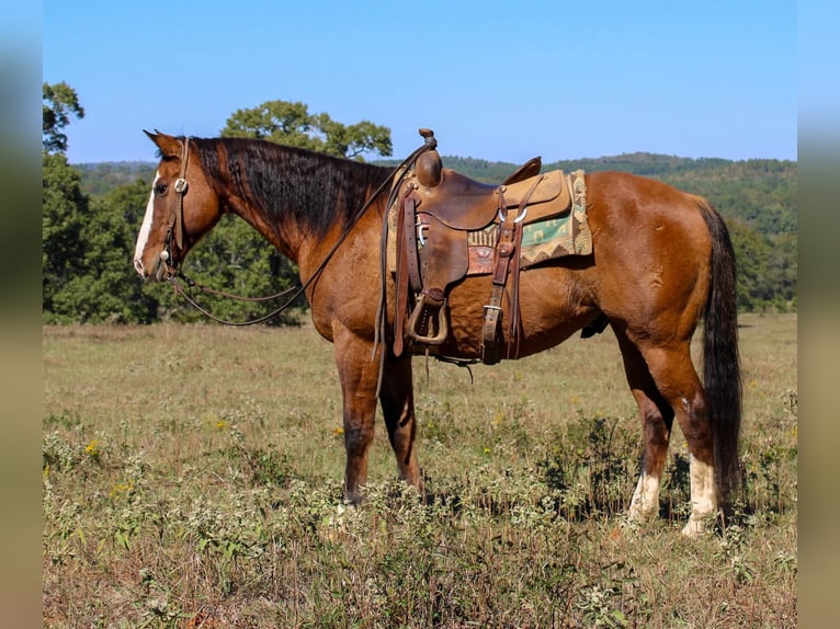 American Quarter Horse Castrone 12 Anni 152 cm Falbo in Rusk TX