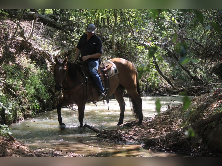 American Quarter Horse Castrone 12 Anni 152 cm Falbo in Rusk TX