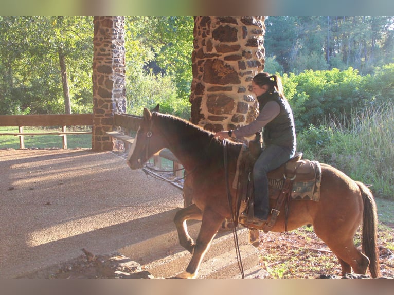 American Quarter Horse Castrone 12 Anni 152 cm Falbo in Rusk TX