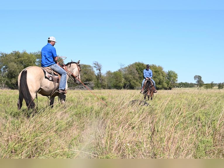 American Quarter Horse Castrone 12 Anni 152 cm Falbo in Waco TX