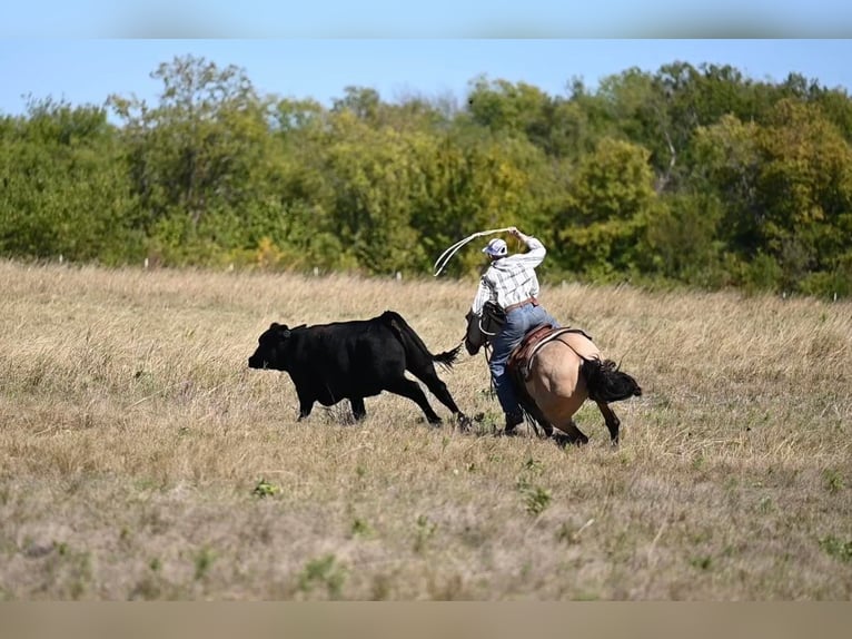 American Quarter Horse Castrone 12 Anni 152 cm Falbo in Waco TX