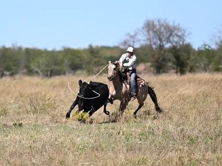 American Quarter Horse Castrone 12 Anni 152 cm Falbo in Waco TX