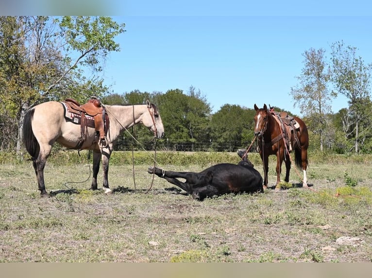 American Quarter Horse Castrone 12 Anni 152 cm Falbo in Waco TX