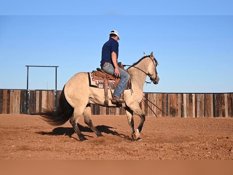 American Quarter Horse Castrone 12 Anni 152 cm Falbo in Waco TX