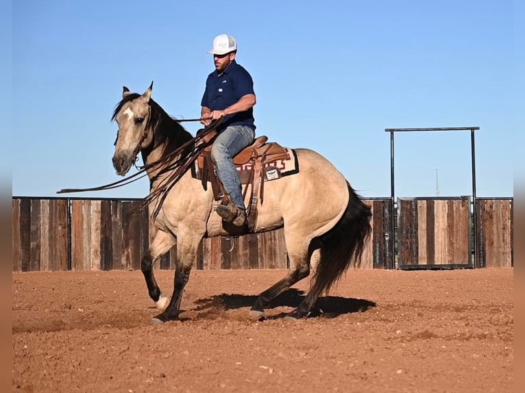 American Quarter Horse Castrone 12 Anni 152 cm Falbo in Waco TX