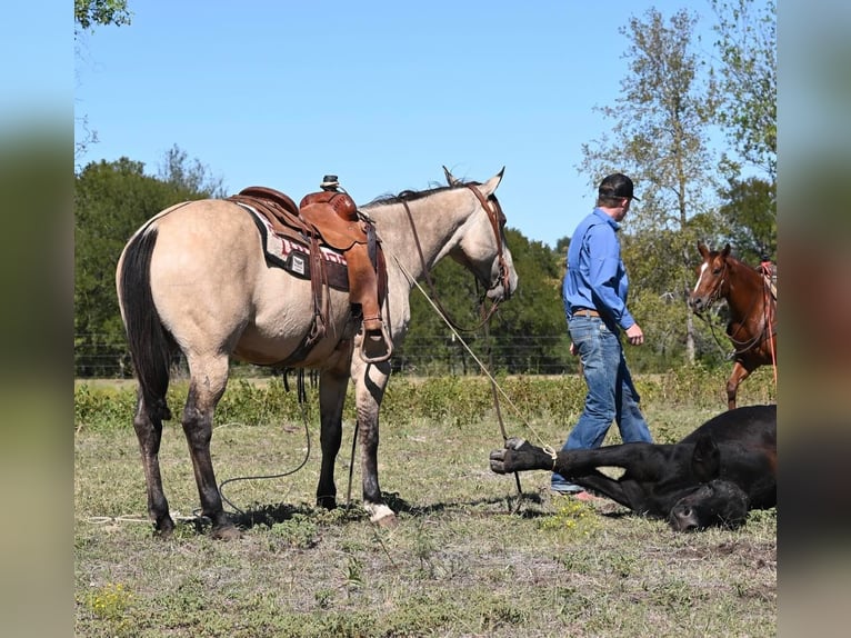 American Quarter Horse Castrone 12 Anni 152 cm Falbo in Waco TX