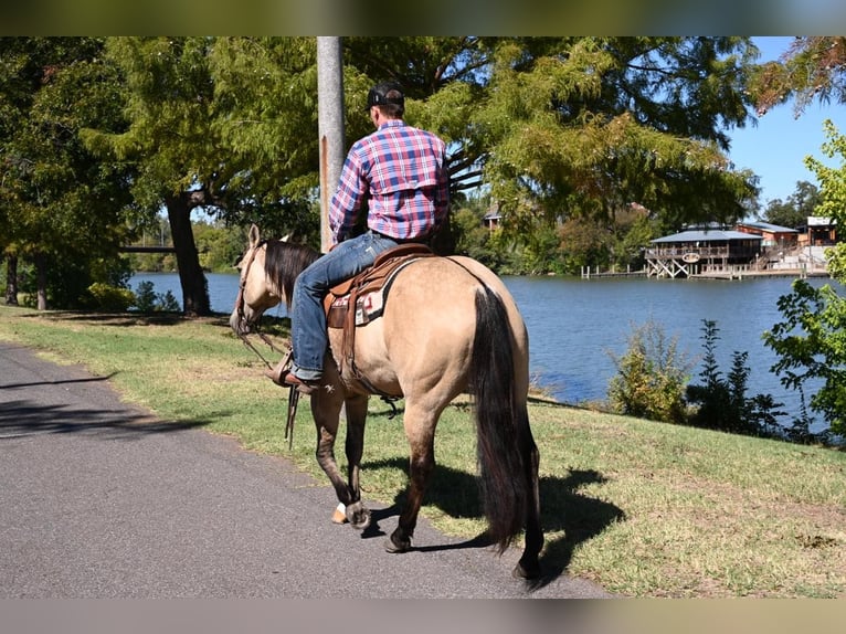 American Quarter Horse Castrone 12 Anni 152 cm Falbo in Waco TX