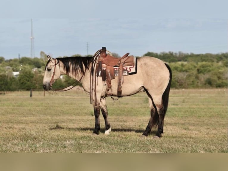 American Quarter Horse Castrone 12 Anni 152 cm Falbo in Waco TX