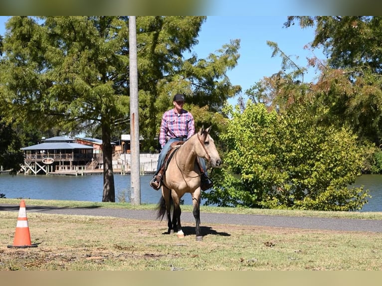 American Quarter Horse Castrone 12 Anni 152 cm Falbo in Waco TX