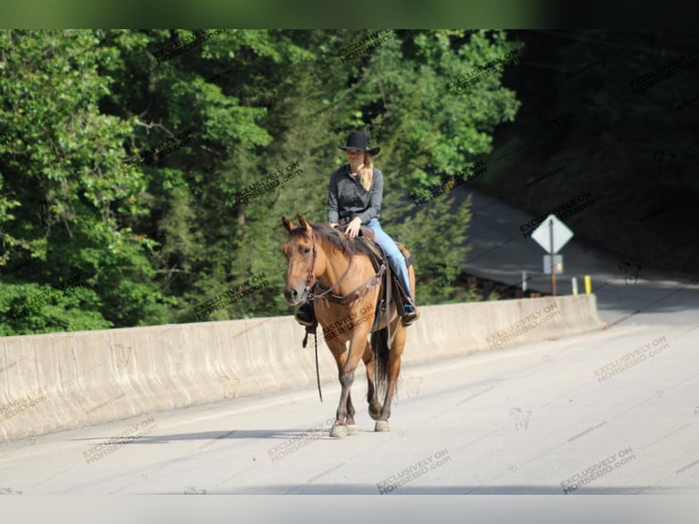 American Quarter Horse Castrone 12 Anni 152 cm Falbo in Clarion, PA