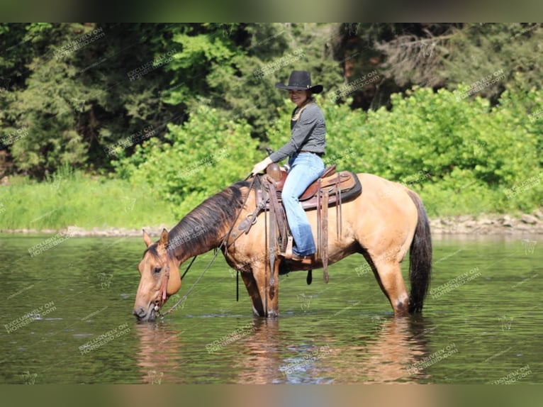 American Quarter Horse Castrone 12 Anni 152 cm Falbo in Clarion, PA