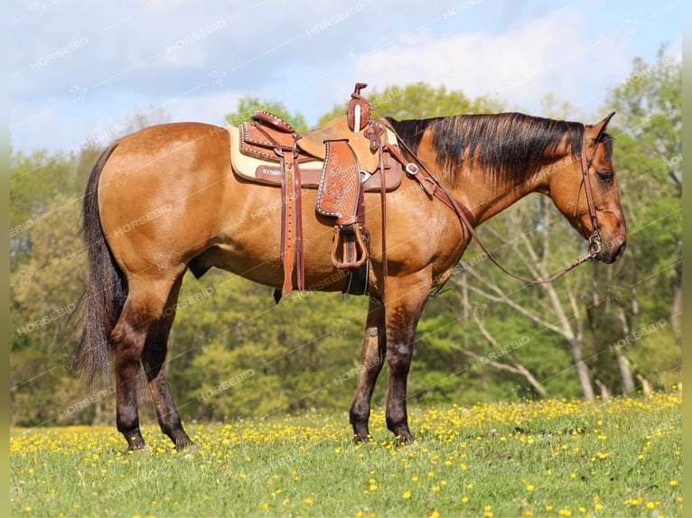 American Quarter Horse Castrone 12 Anni 152 cm Falbo in Shippenville