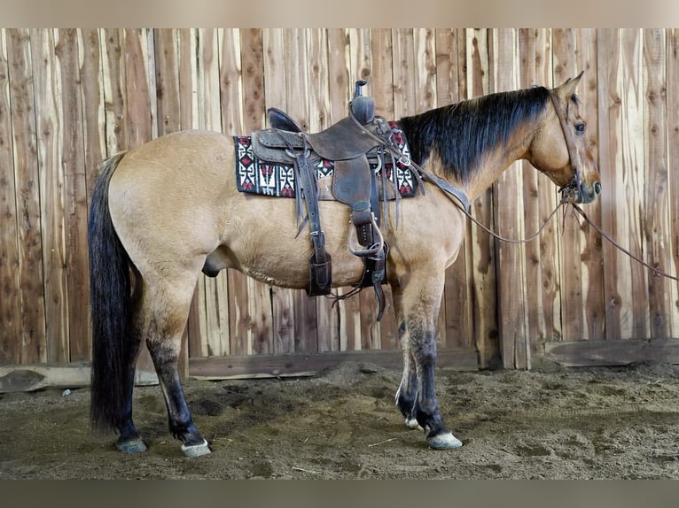 American Quarter Horse Mix Castrone 12 Anni 152 cm Falbo in Valley Springs, SD