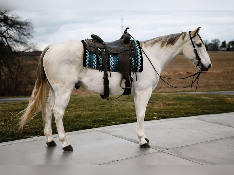 American Quarter Horse Castrone 12 Anni 152 cm Grigio in Dalton, OH