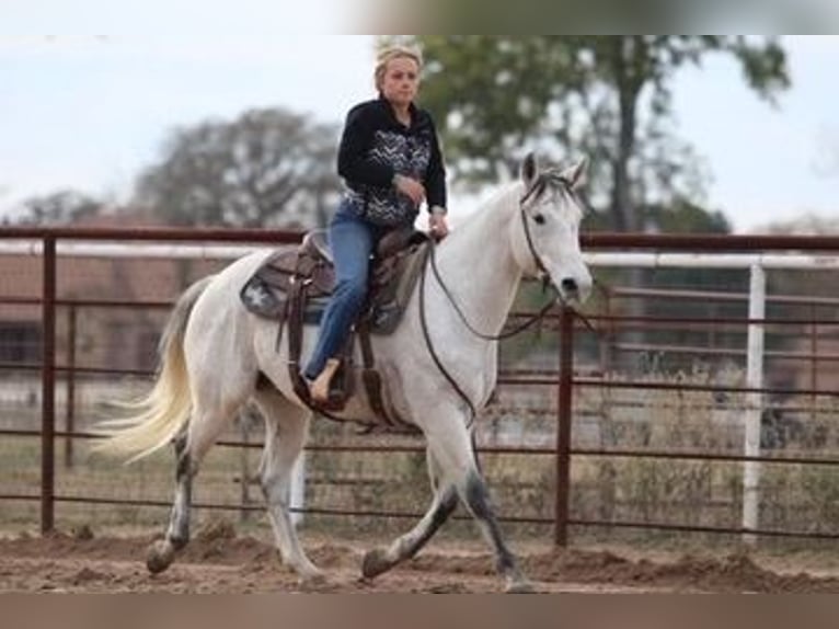 American Quarter Horse Castrone 12 Anni 152 cm Grigio in Mineral Wells TX