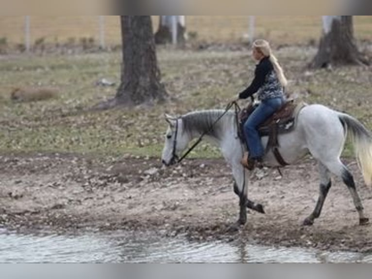 American Quarter Horse Castrone 12 Anni 152 cm Grigio in Mineral Wells TX