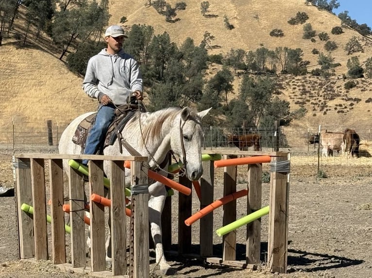 American Quarter Horse Castrone 12 Anni 152 cm Grigio in Paicines CA