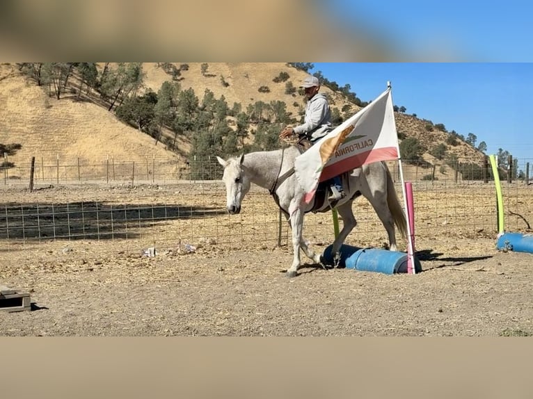 American Quarter Horse Castrone 12 Anni 152 cm Grigio in Paicines CA