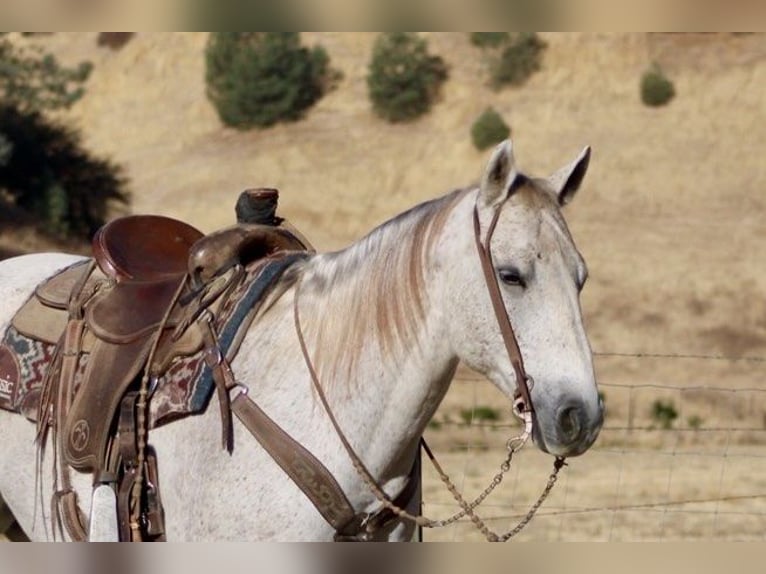 American Quarter Horse Castrone 12 Anni 152 cm Grigio in Paicines CA